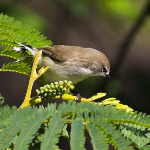 Bird Calls of South-east Queensland - Helen Horton